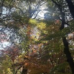 ザ ダージリン - 