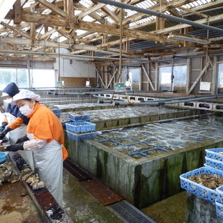 Purchasing Oyster.