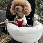 クッチーナ デル カンポ - クリスマスを意識した服装w