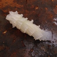 鮨 泰蔵 - 