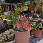 ゴーディーズ  - 