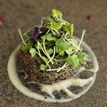 Ristorante Crocifisso - 前菜②