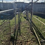 沖縄そば まるかみ - 