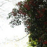 下鴨デリ - 京都の冬