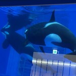 ブルーオーシャン - 