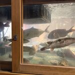 居魚屋 網元 別邸 - 魚種いろいろ