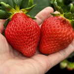 姫路ハートフル観光農園 - 