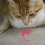 ラ・パティスリー・デ・レーヴ - 我が家の愛猫Rubyが不思議顔