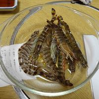 割烹 川田 - 