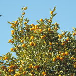 ビブラ ビブレ - 