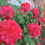 ビブラ ビブレ - 