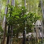 フォーチュンガーデンキョウト - 