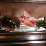 大番 - カウンター前には新鮮な魚が一杯のネタケースがあります