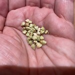 くちいわ - 蕎麦の実蕎麦の実