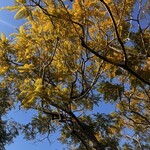 羅座亜留 炭火焼珈琲自家焙煎所 JACARANDA COFFEE ROASTERY - 