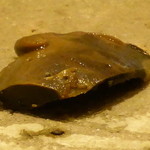 鮓 きずな - アワビ肝　