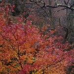 明神館 - 紅葉ももうすぐ終わり…冬はどんな景色になるのかなぁ…
