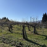 幸作りんご園 - お店まわり