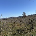 幸作りんご園 - 