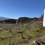 幸作りんご園 - 【和合平】りんごの樹