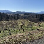 幸作りんご園 - 【和合平】りんごの樹