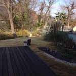 季逢庵 - 201412 季逢庵　座席からの眺め（右）※「狸」が遊びに来ました(^-^)/  ※ 湖を挟んで反対側には「猿」「猪」も出没するみたい(・ω・)ノ