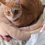 番番 - 弟家のにゃんこ