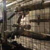 Shooting Bar EA - 