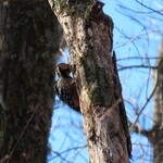 民宿 くじら - オオアカゲラ