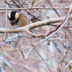 民宿 くじら - ヤマガラ