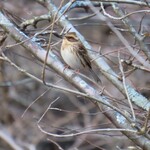 民宿 くじら - ミヤマホオジロ