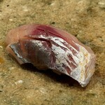 神田錦町 鮨たか晴 - 