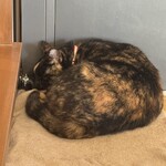 Otemon Shokudo - 貓咪！貓！貓！