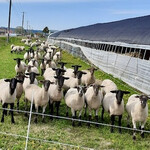 斉藤ファーム - ナニみてんだよ〜！的なサフォーク君達