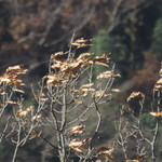 ビブラ ビブレ - 