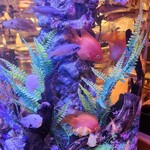 seafoods　restaurant　MEXICO Tokyo Bei Ariake Ten