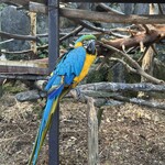 中華　ちゃお - 