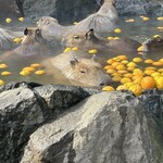 中華　ちゃお - 