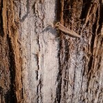 ヤマロク茶屋 - 