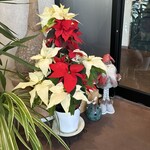 FUKUSIA - クリスマスの名残り