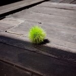 あるうのぱいん - 