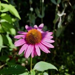 あるうのぱいん - 