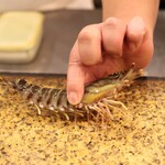 にぎり鮨 一五〇 - 