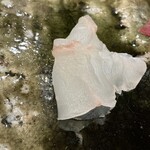 鮨桂太 - ヒラメ