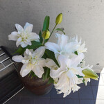 すし処 會 - お玄関前のカサブランカ