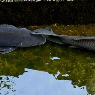 たかおか魚苑_1