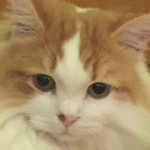 Cat Cafe てまりのおうち - 