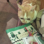 Cat Cafe てまりのおうち - 