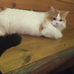 Cat Cafe てまりのおうち - 