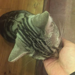 Cat Cafe てまりのおうち - 